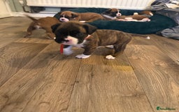 Boxer dogs for sale: Boxer Puppies  - Advert 5