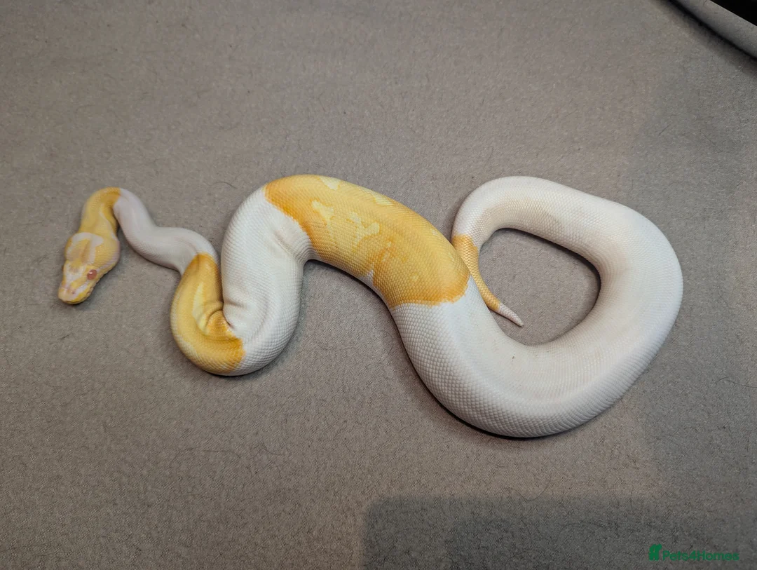 Python Snake reptiles for sale: 2025 Royal Python Hatchlings  - Advert 3