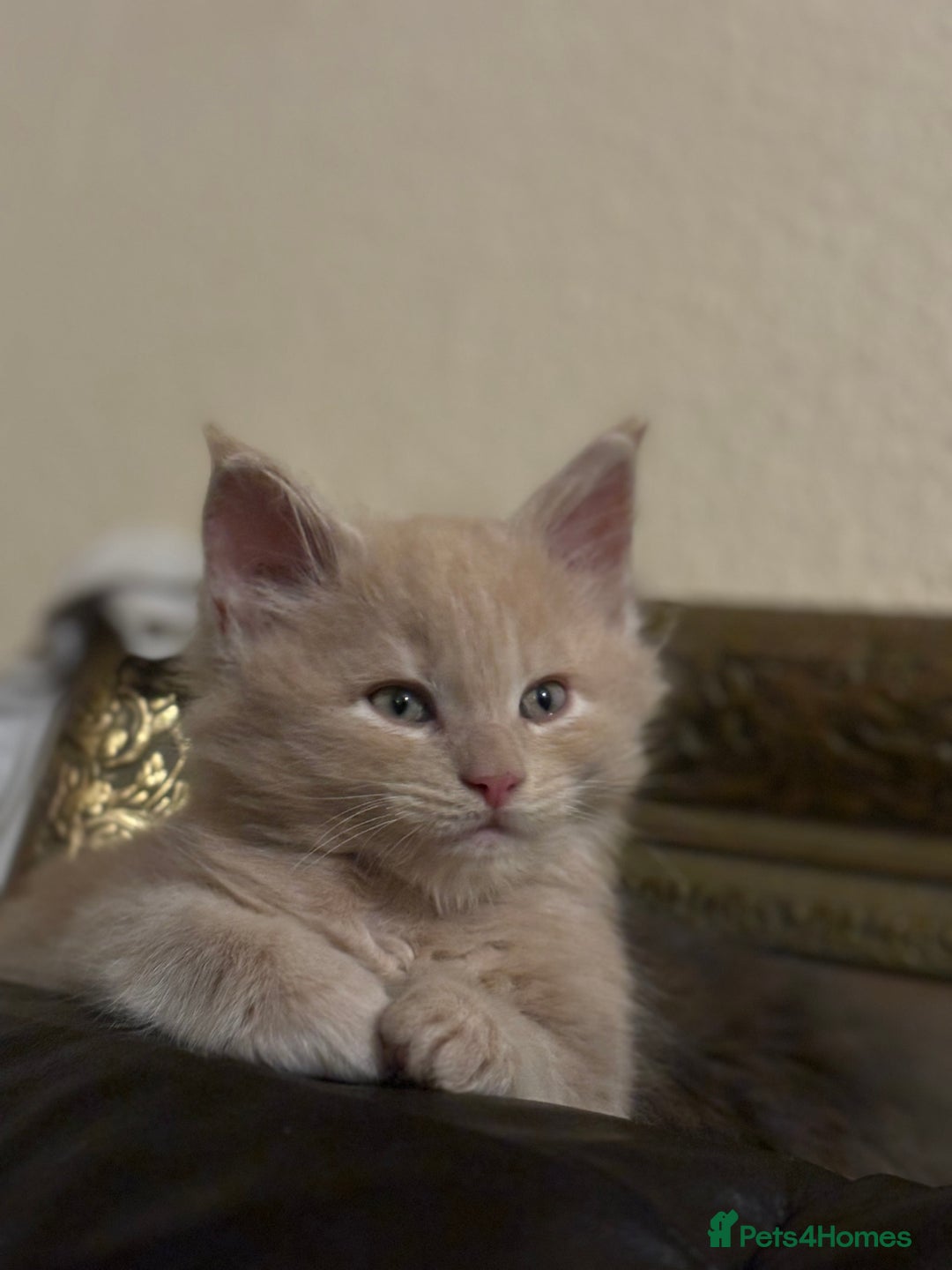 Maine Coon cats for sale: Maine coon pedigree Tica registered kittens  - Advert 7