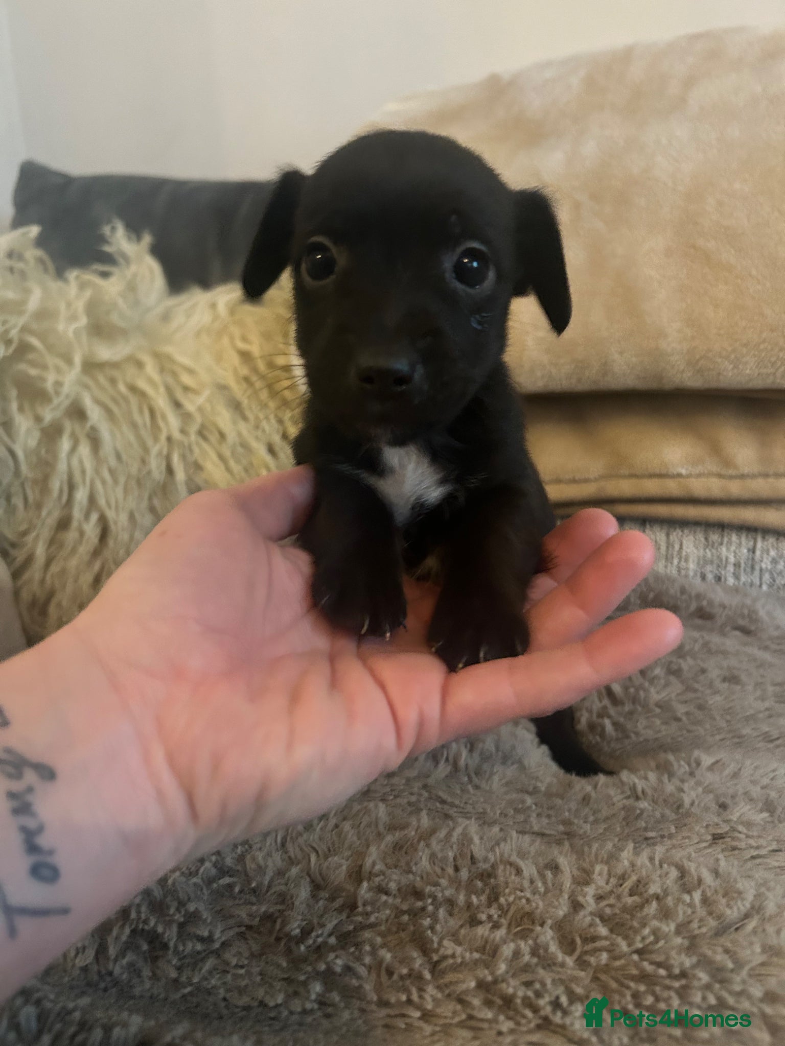 Jack Chi dogs 🐾 Adorable Jack Russell x Chihuahua Puppies 🐾 - Advert 1