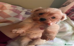 Maltipoo dogs for sale: Tea cup/ pocket puppy Maltipoo girl 🩷 - Image 27
