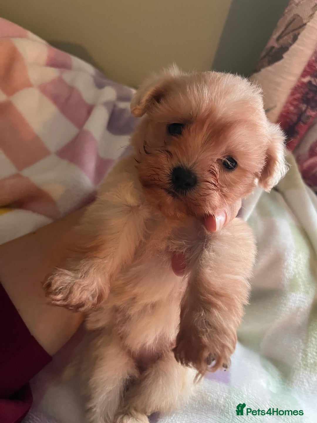 Maltipoo dogs for sale: Tea cup/ pocket puppy Maltipoo girl 🩷 - Image 27