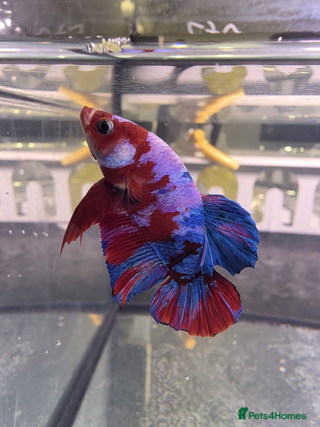 Bettas fish for sale: Betta shipment list for wednesday !!! ⬇️  - Advert 10