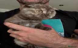 British Shorthair cats for sale: BSH x SF show quality kittens (REDUCED) - Image 15