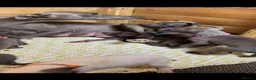 Whippet dogs for sale: Blue Kennel Club Registered Whippet pups - Advert 8