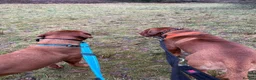 Dogue De Bordeaux dogs for sale: Exceptional KC Dogue de Bordeaux Puppies - Advert 17