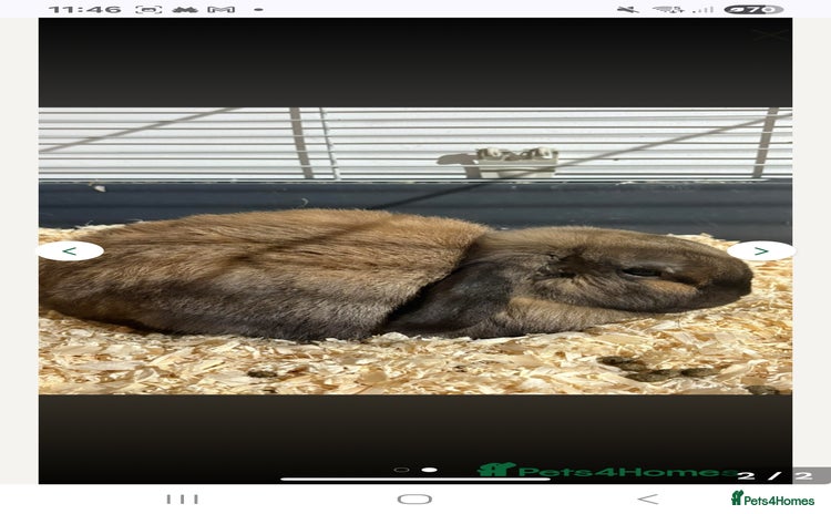 Dwarf Lop rabbits Indoor dwarf lop male rabbit and cage - Advert 2