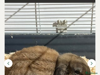 Dwarf Lop rabbits for sale: Indoor dwarf lop male rabbit and cage - Advert 1