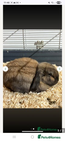 Dwarf Lop rabbits Indoor dwarf lop male rabbit and cage - Advert 1