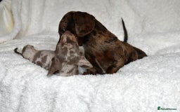 Dachshund dogs for sale: true miniature dachshund puppies  - Image 14