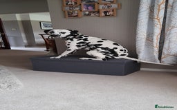 Dalmatian dogs for stud: Handsome boy for stud in Doncaster - Image 9