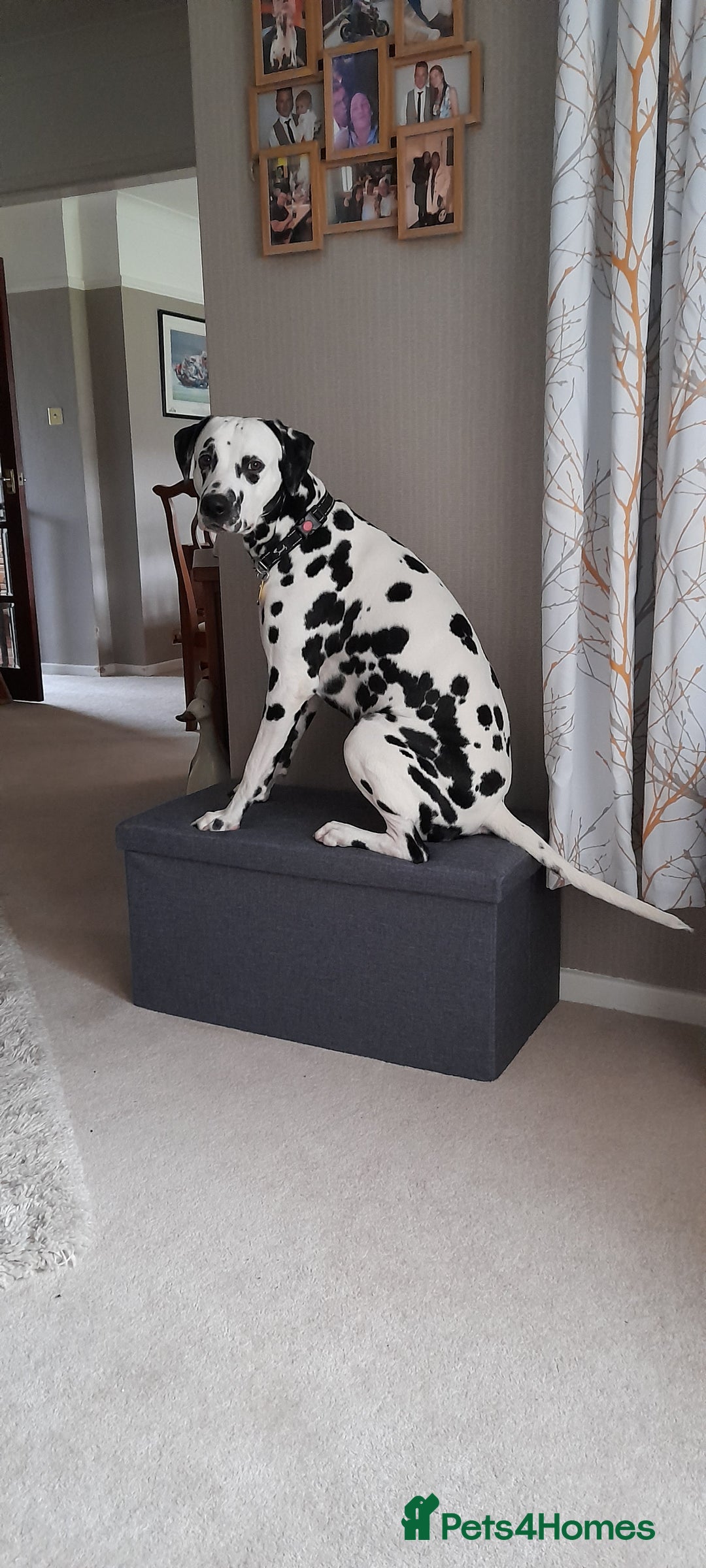 Dalmatian dogs for stud: Handsome boy for stud in Doncaster - Image 9