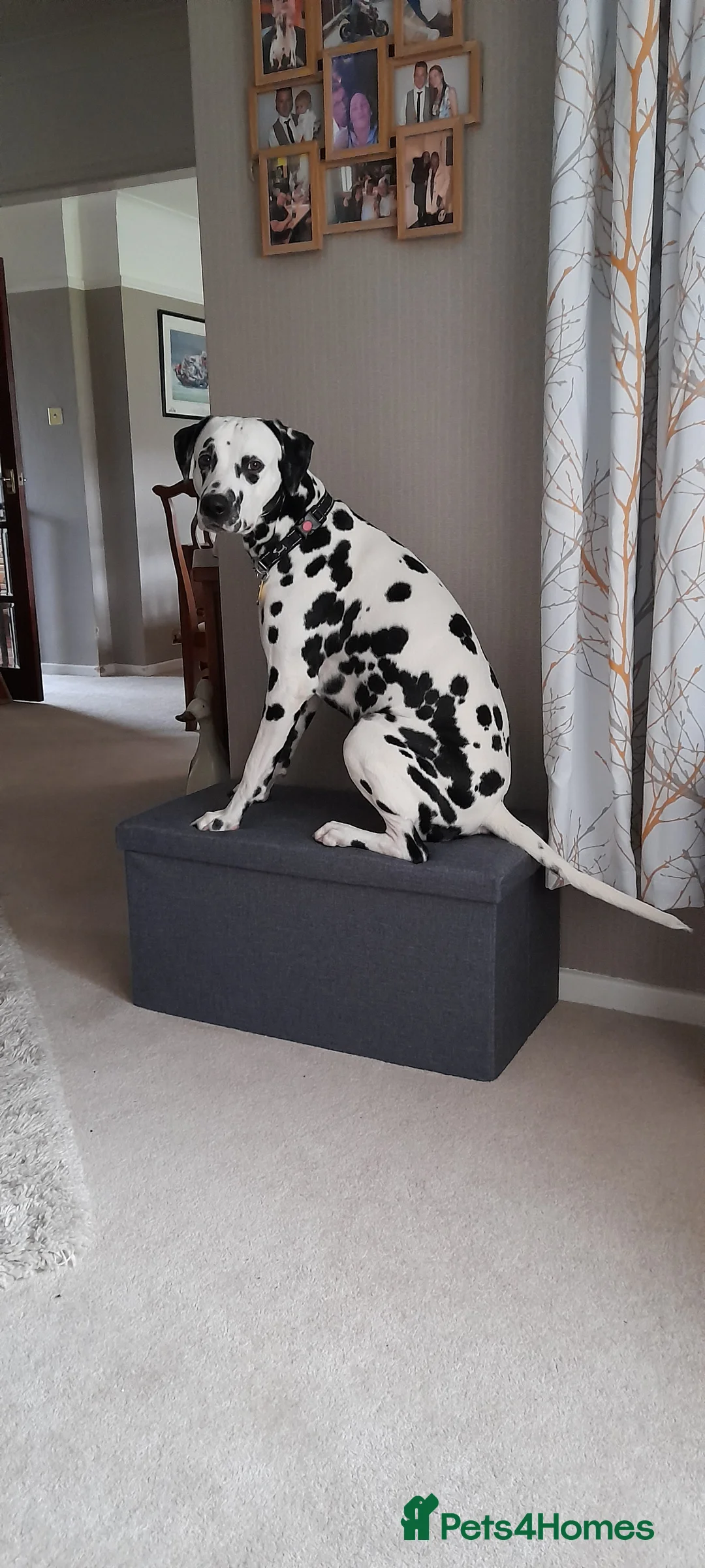 Dalmatian dogs for stud: Handsome boy for stud in Doncaster - Advert 9
