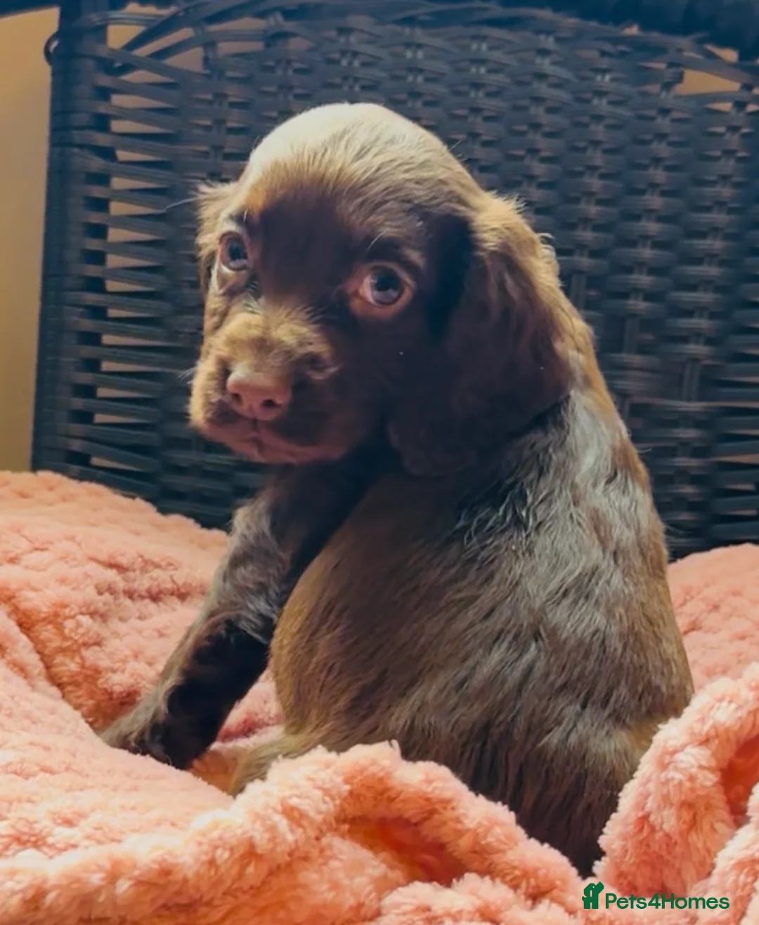 Cocker Spaniel dogs for sale: gorgeous female chocolate cocker spaniel puppy  in Morecambe - Advert 3