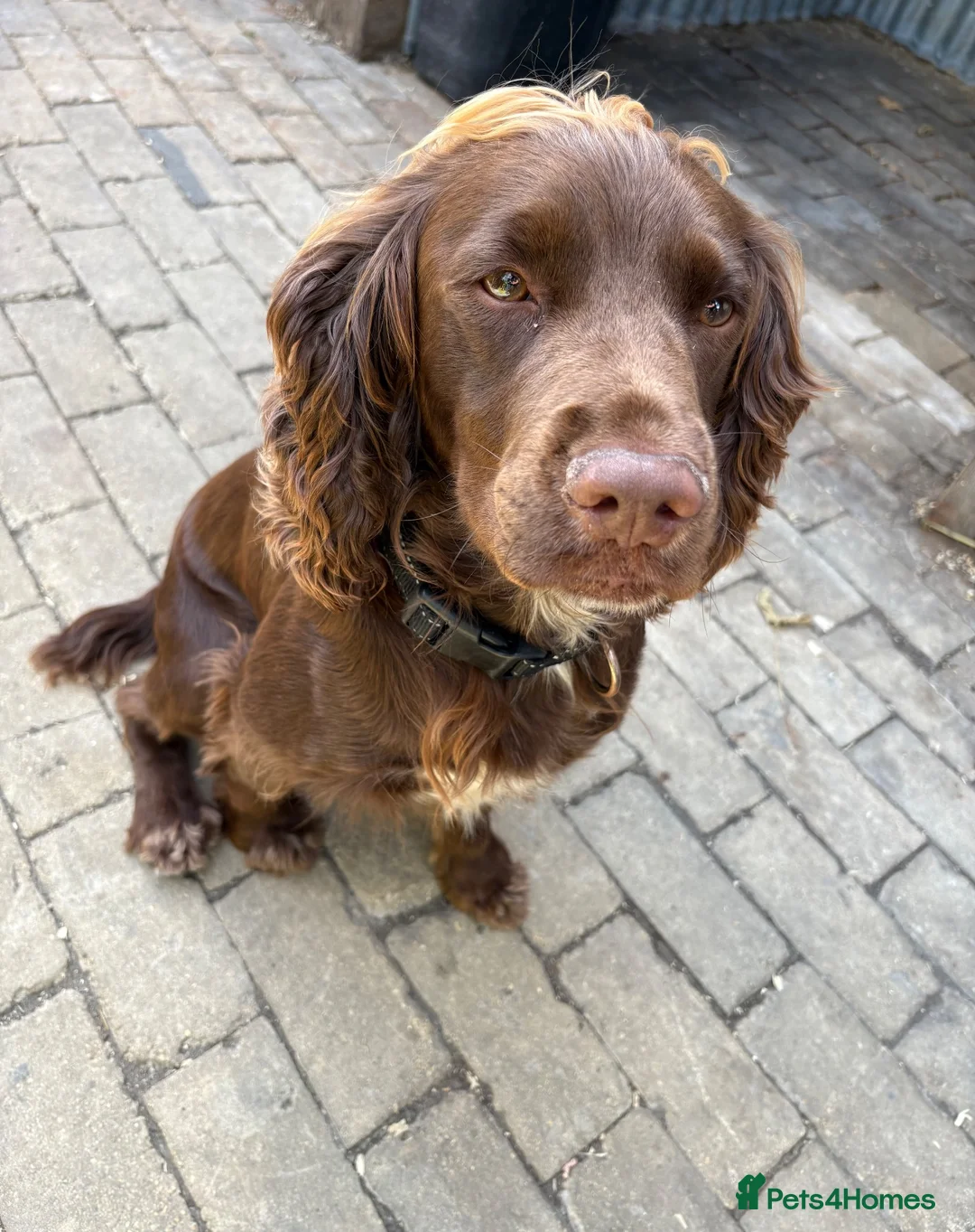 Cocker Spaniel dogs for stud: Teddy stud Dog  - Advert 1