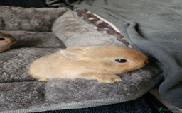 Netherland Dwarf rabbits for sale: Harlequin Netherland Dwarf bunnies  - Advert 9