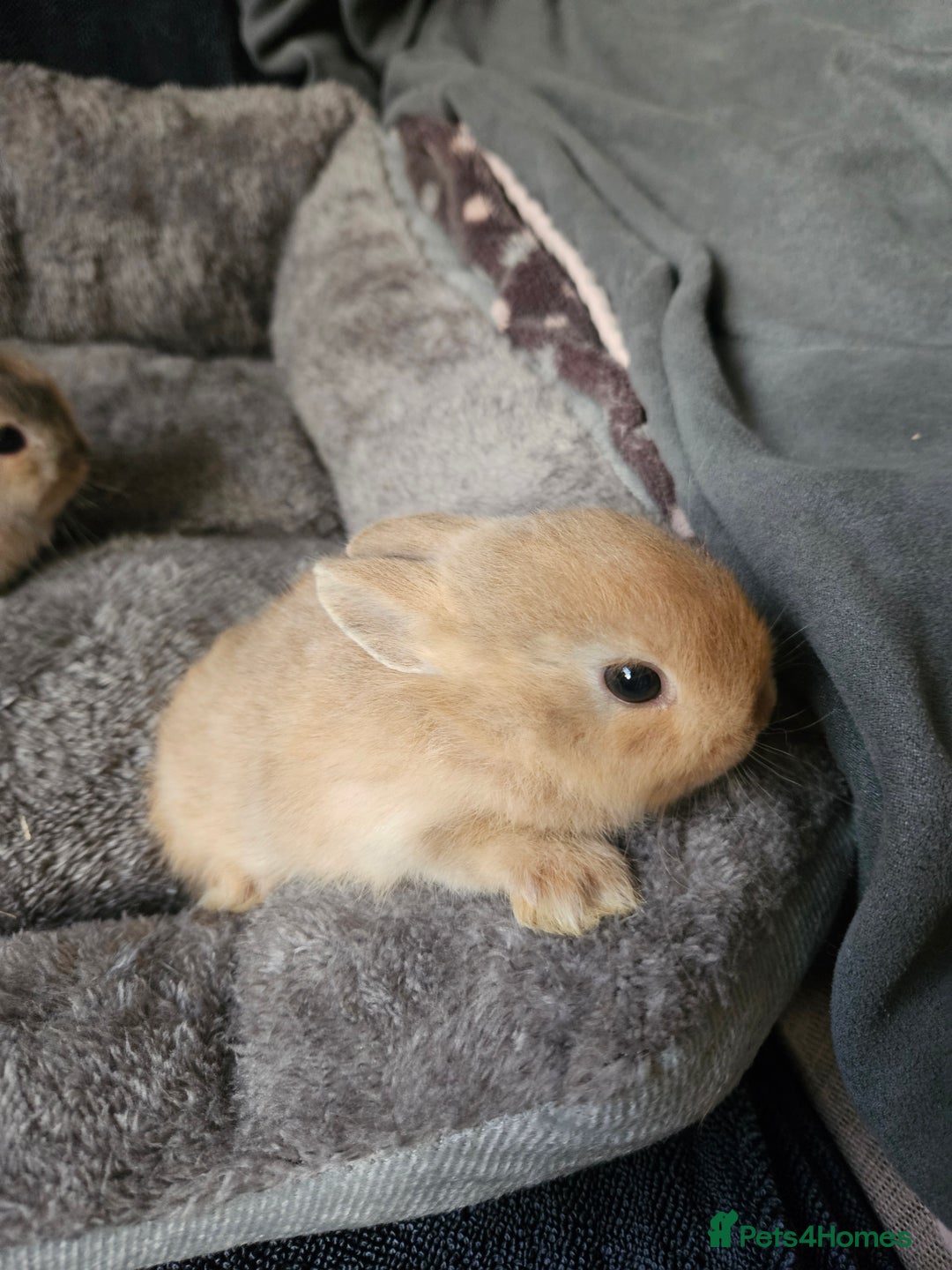 Netherland Dwarf rabbits for sale: Harlequin Netherland Dwarf bunnies  - Advert 9