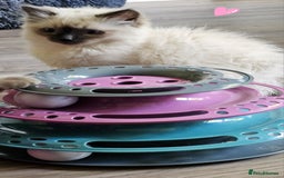 Ragdoll cats for sale: Blue Point Ragdoll Kittens for sale   - Image 15