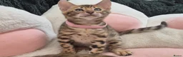 Bengal cats for sale: TICA Registered Bengal Kittens - Advert 21