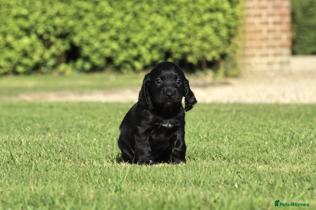 Cocker Spaniel dogs for sale: KC registered working cocker spaniel - Advert 2