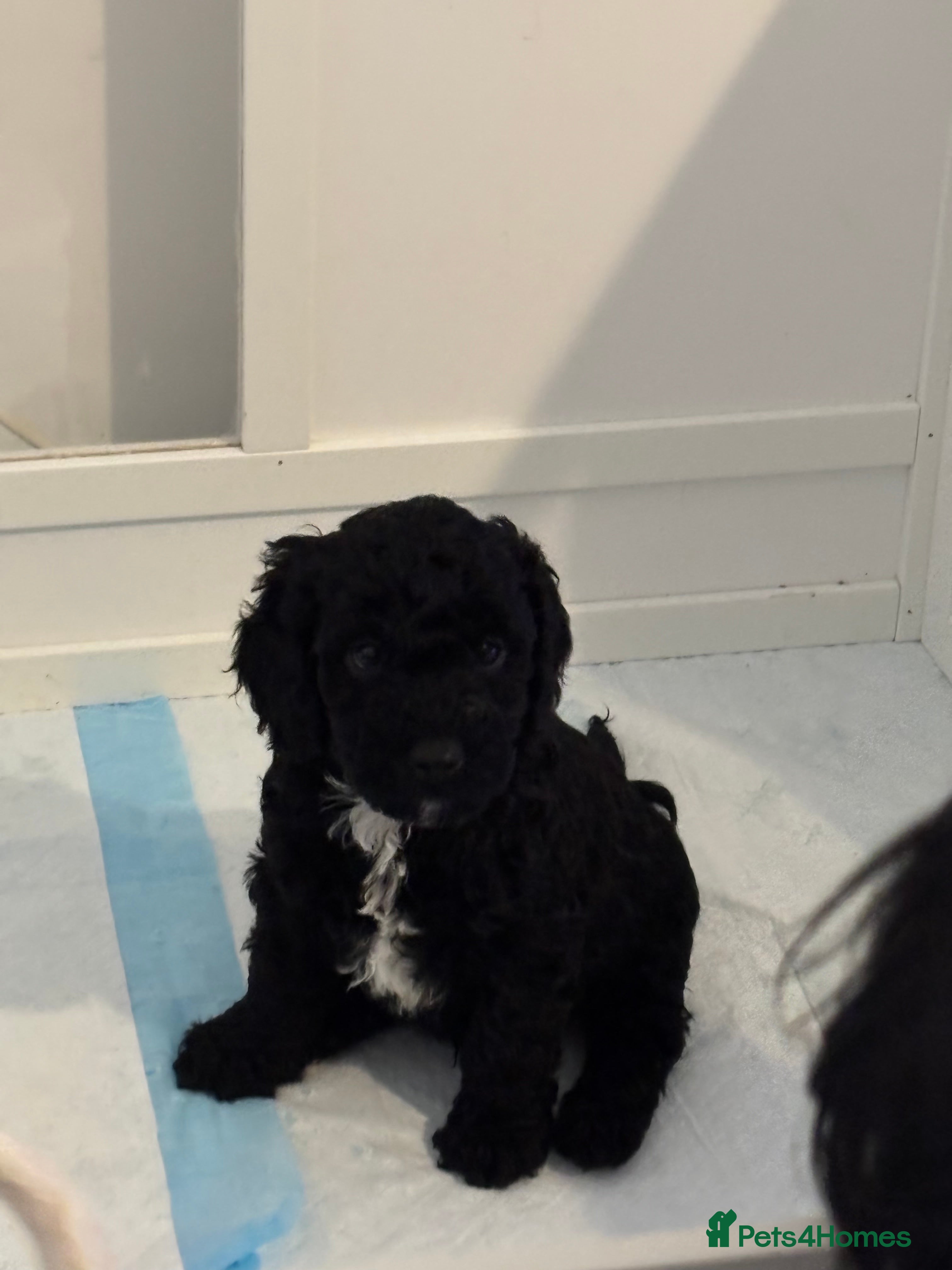 Cockapoo dogs Cockapoos puppies for sale *ready 19th feb* - Advert 3