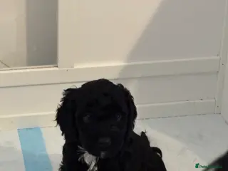 Cockapoo dogs Cockapoos puppies for sale *ready 19th feb* - Advert 3