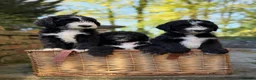 Sheepadoodle dogs for sale: F1 Sheepadoodle Puppies | 5* Licensed Breeder - Advert 1