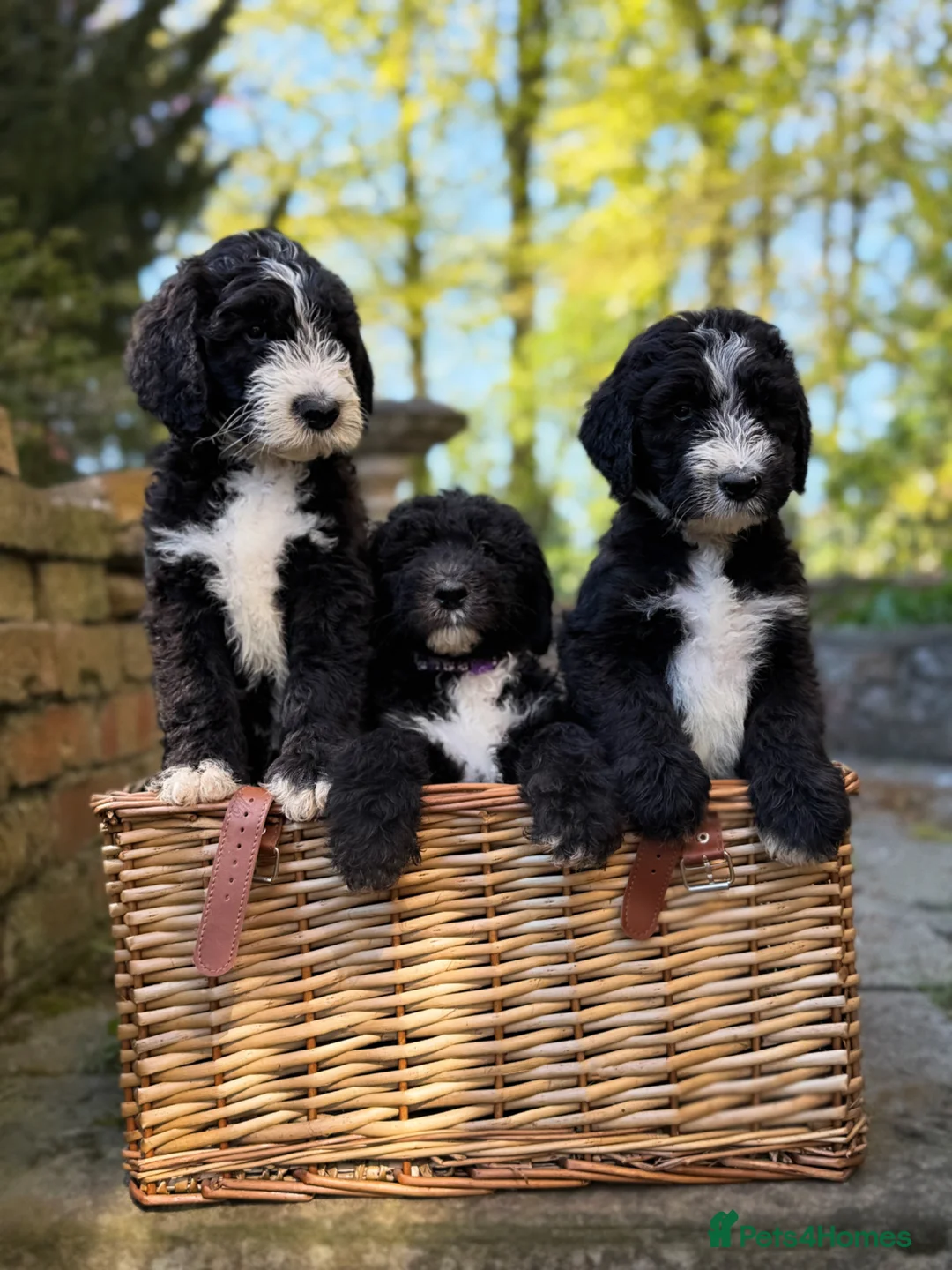 Sheepadoodle dogs for sale: F1 Sheepadoodle Puppies | 5* Licensed Breeder - Advert 1