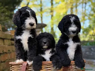 Sheepadoodle dogs F1 Sheepadoodle Puppies | 5* Licensed Breeder - Advert 11