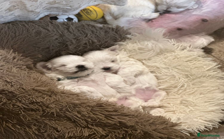 Maltese dogs - Advert 13