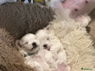 Maltese dogs - Advert 24