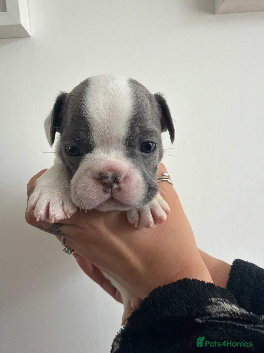 French Bulldog dogs for sale: KC registered French bulldog puppies  in Congleton - Advert 2