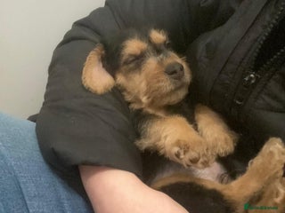 Lakeland Terrier dogs Lakeland Terrier pups - one dog left! Black & tan! - Advert 7