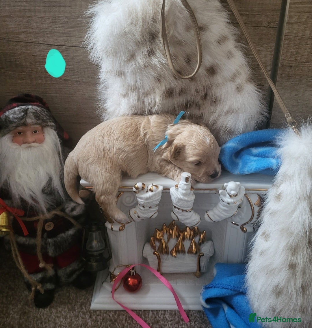 Maltipoo dogs for sale: Toy maltipoo puppies  - Advert 29