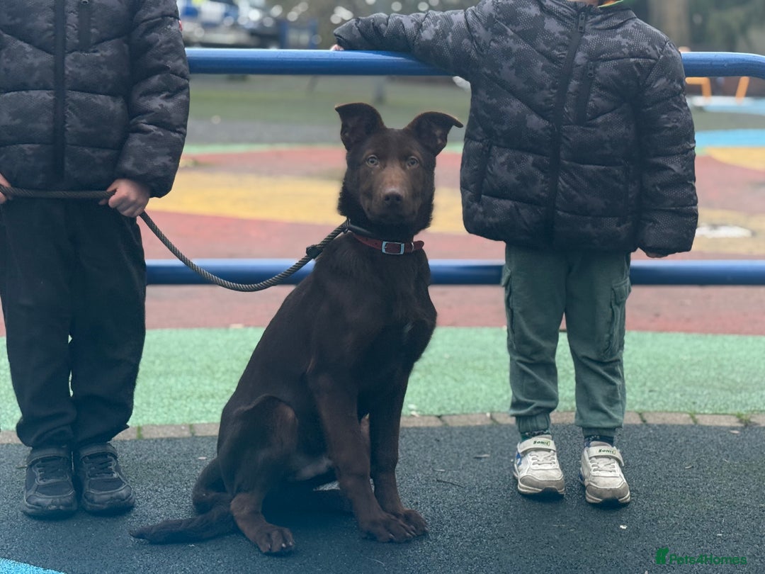 German Shepherd dogs for sale: Liver & Tan German Shepherd Young, Male, Trained  - Advert 6