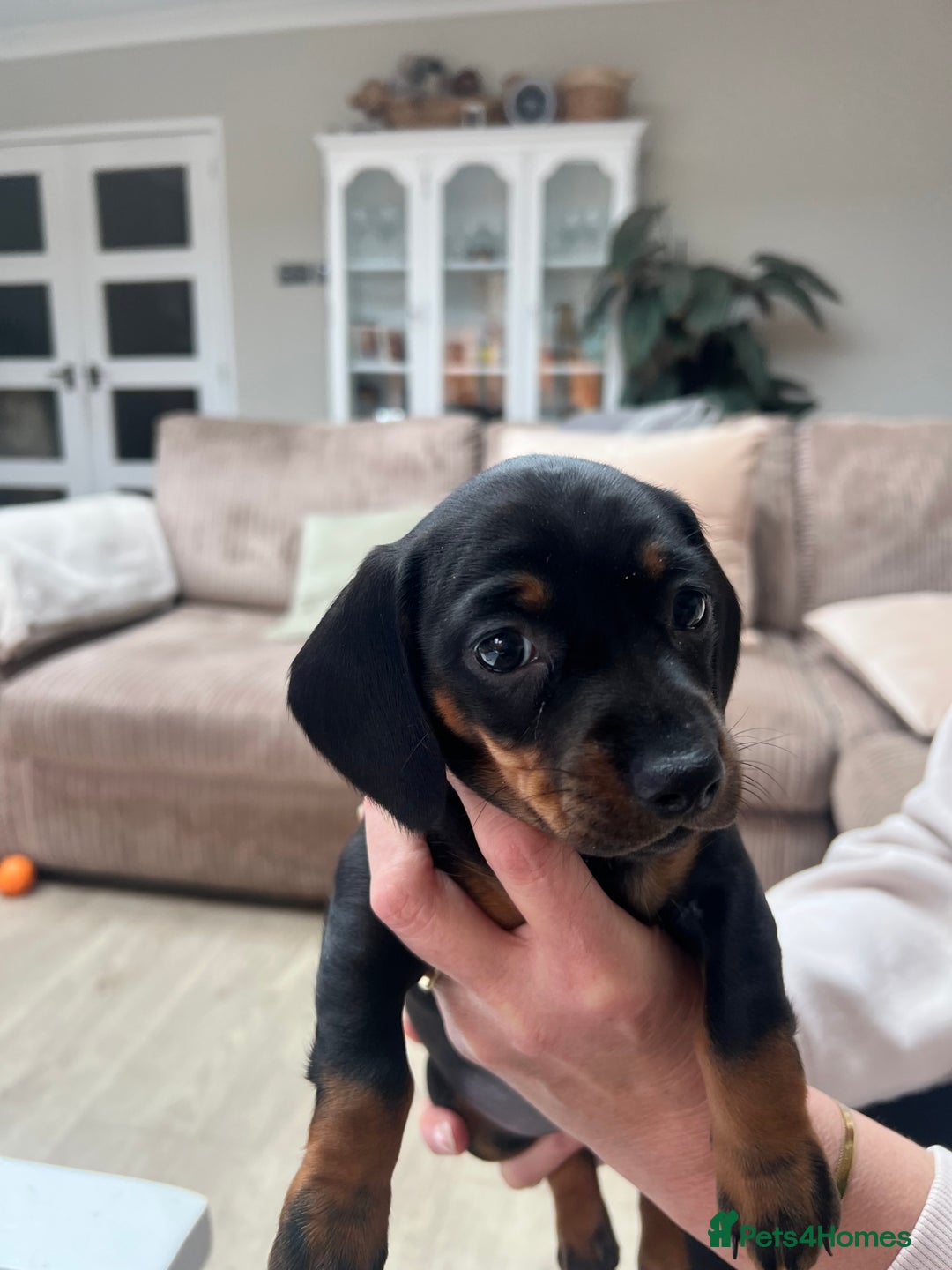 Dachshund dogs for sale: Standard Dachshund puppies for sale - Image 4