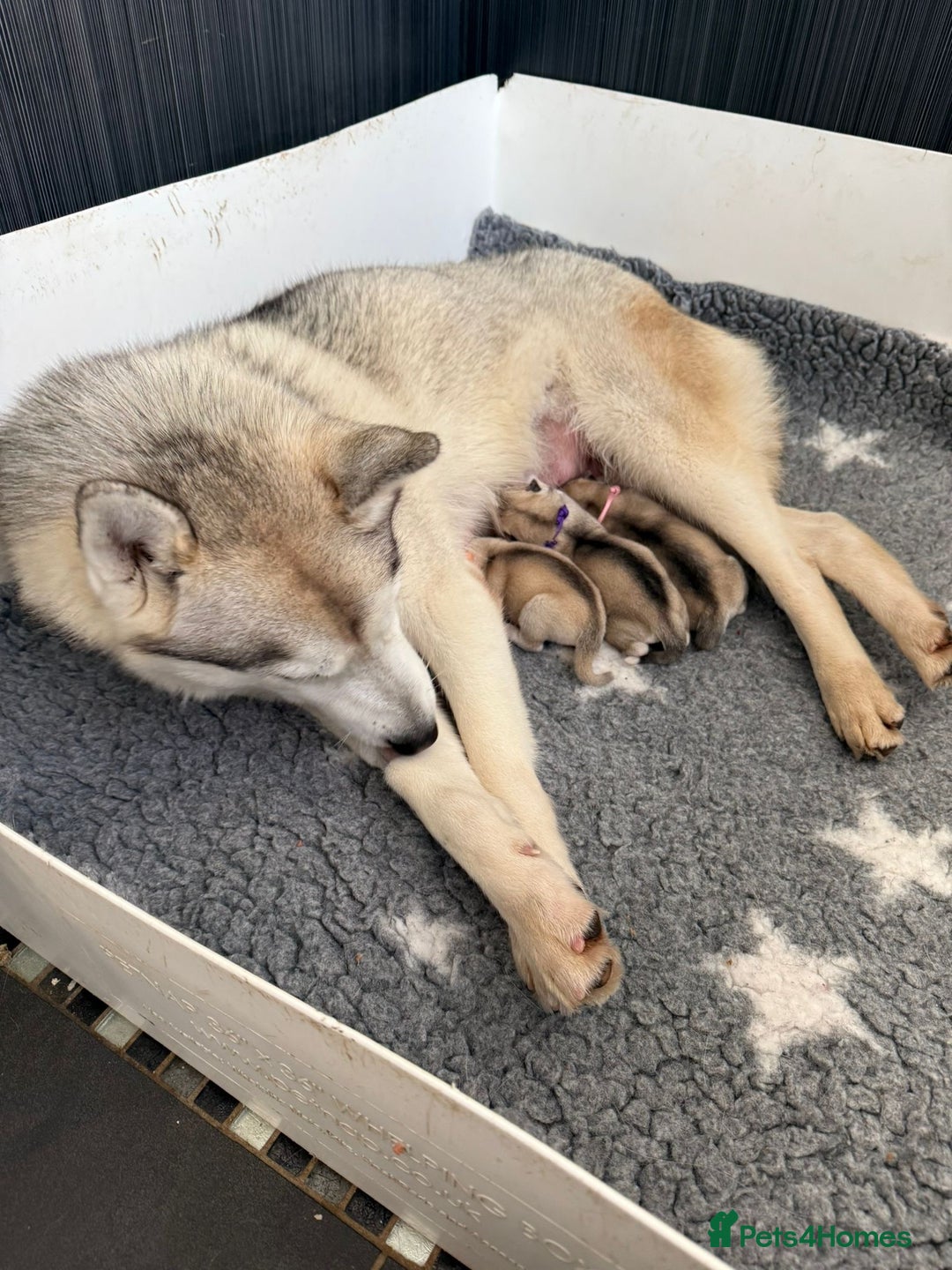 Siberian Husky dogs for sale: ✨ Exceptional Pedigree Siberian Husky Puppies ✨ - Advert 7