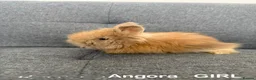 Angora rabbits for sale: 🐰 Premium Purebred English Angora  – £150 Each 🐰 - Advert 3