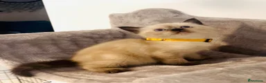 Himalayan 2