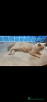 British Shorthair cats - Advert 10