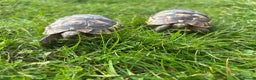 Tortoise reptiles for sale: Spur thighed tortoise  - Advert 8