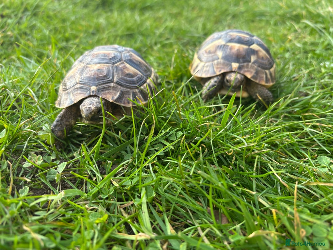 Tortoise reptiles for sale: Spur thighed tortoise  - Advert 8