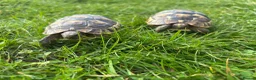 Tortoise reptiles for sale: Spur thighed tortoise  - Advert 8