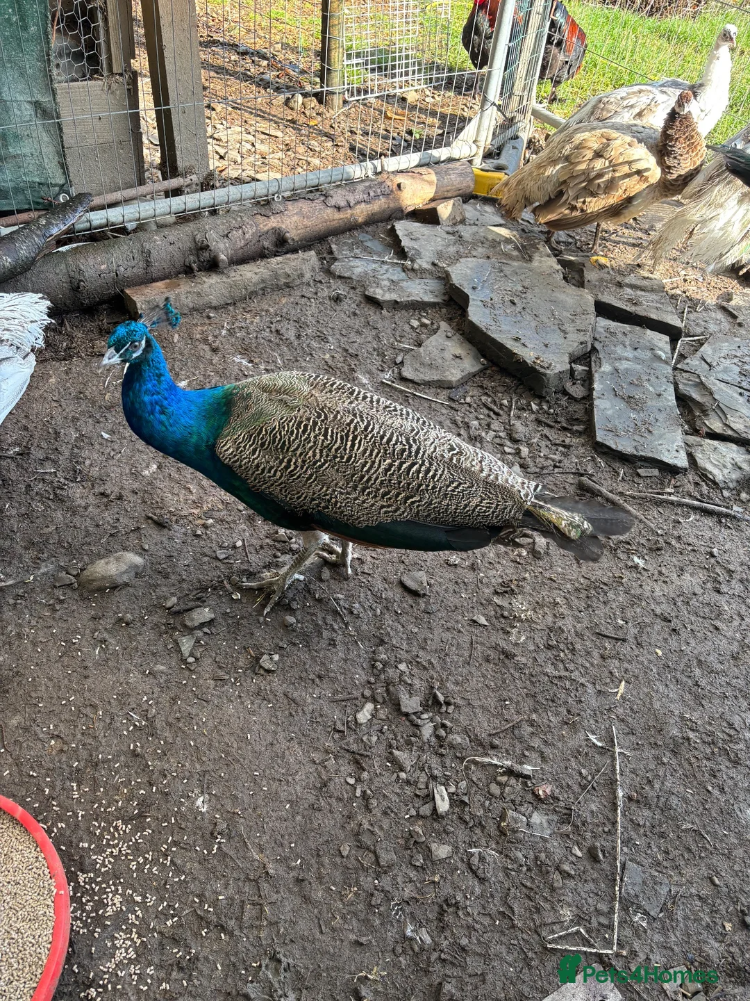 Peafowl poultry for sale: Male Indian Blue Peacock - Advert 3