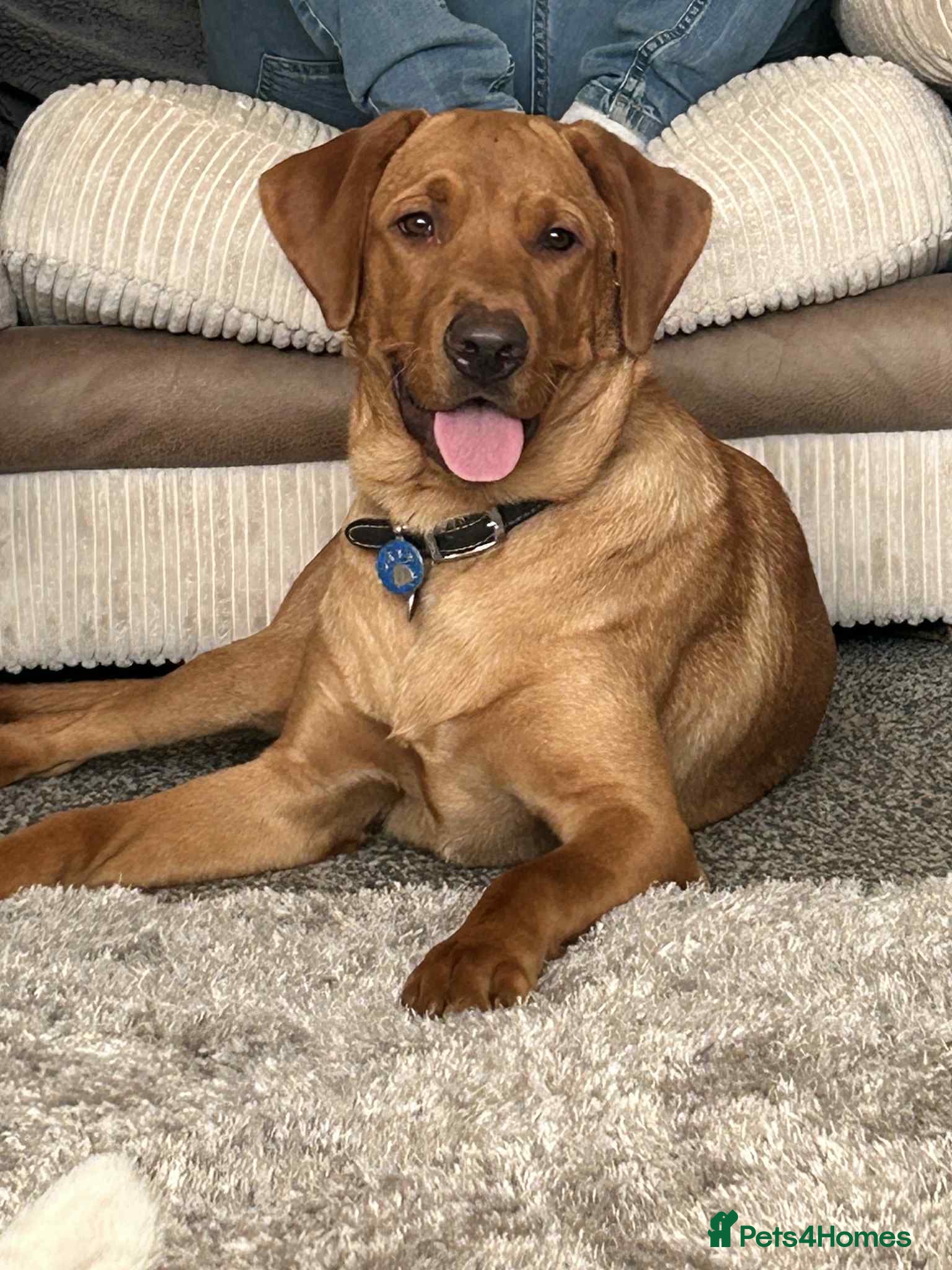 Labrador Retriever dogs Looking for rehome due to change in circumstances - Advert 1