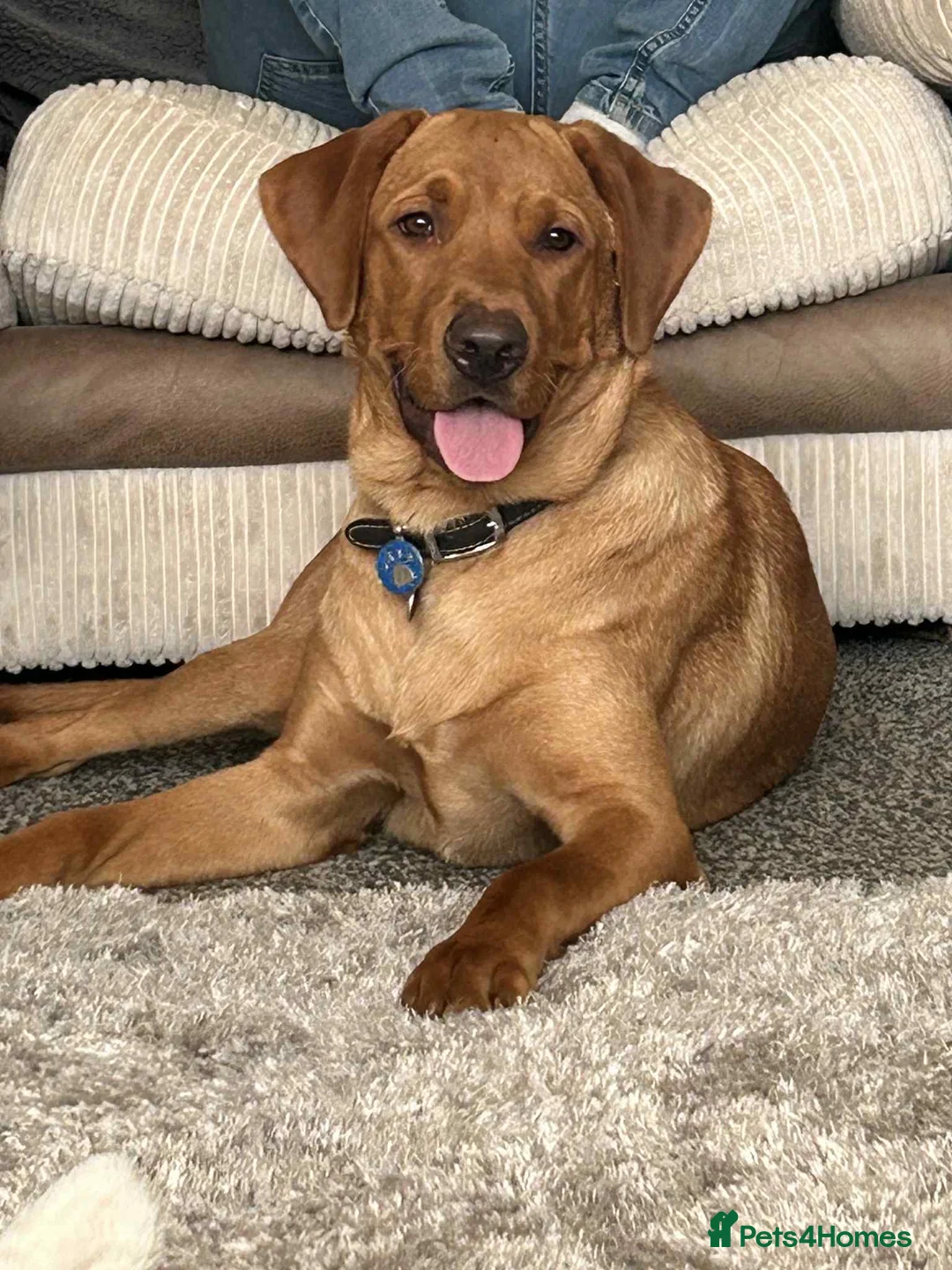 Labrador Retriever dogs for sale: Looking for rehome due to change in circumstances - Advert 1