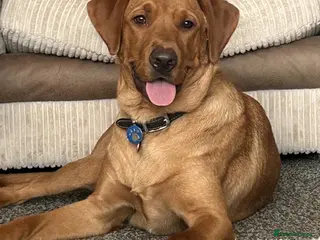 Labrador Retriever dogs Looking for rehome due to change in circumstances - Advert 1