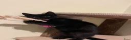 Mixed Breed cats for sale: Beautiful shiny black kittens and one tabby female - Advert 15
