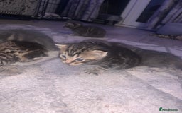 Domestic Shorthair cats for sale: Beautiful kittens  - Image 7