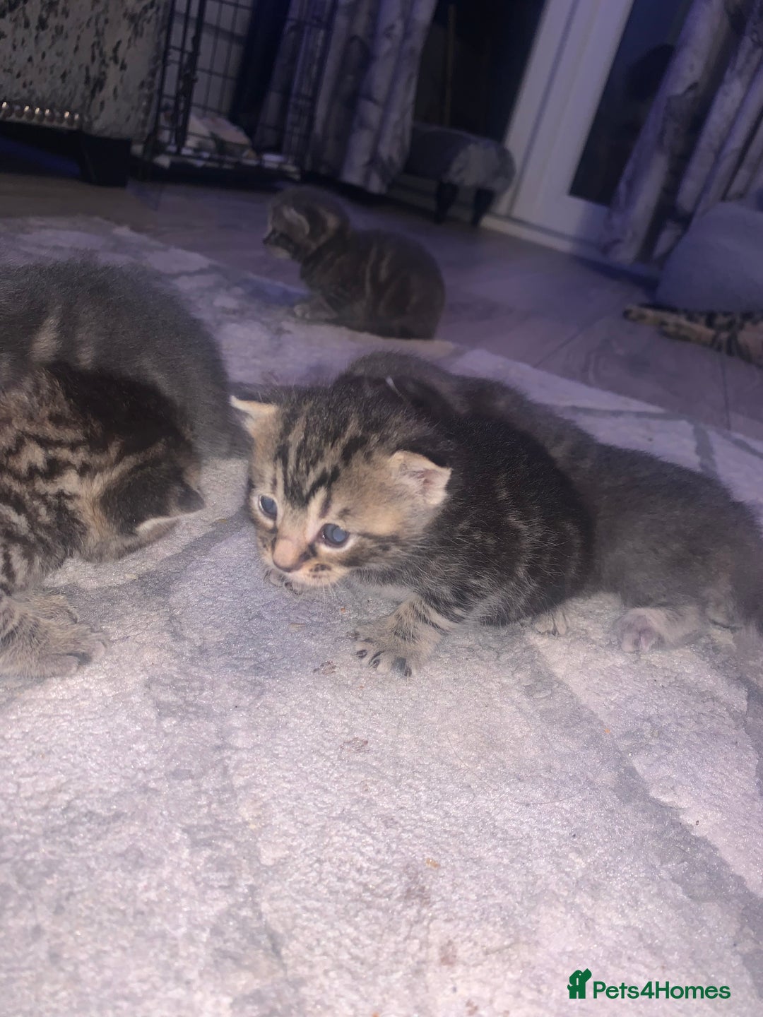 Domestic Shorthair cats for sale: Beautiful kittens  - Image 7